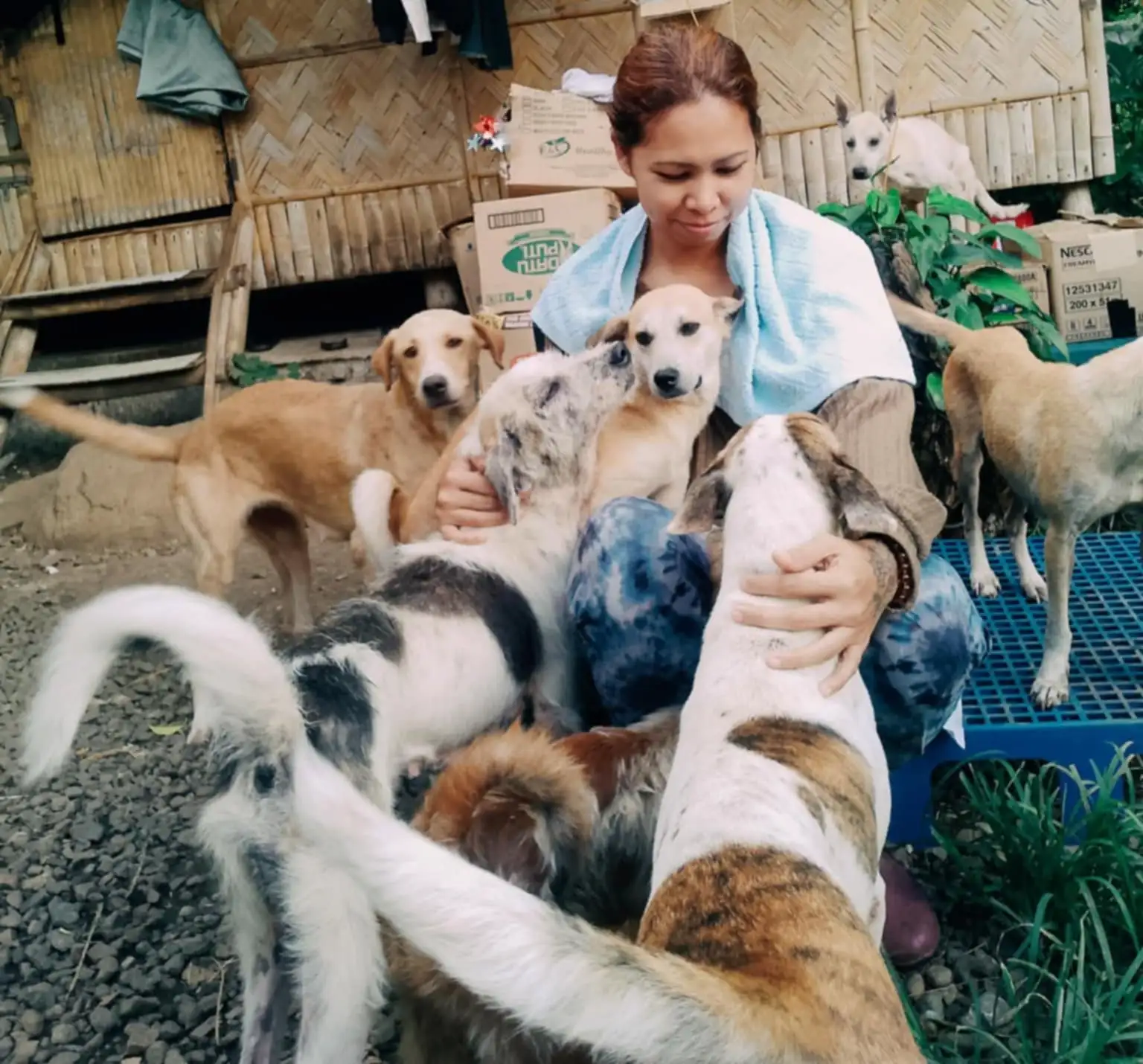 Adopted Aspin